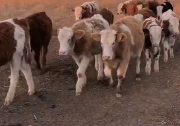 【 终 于 出 现 】 “ 一 定 要 牛 能 开 挂 吗 ” 详 细 开 挂 玩 法