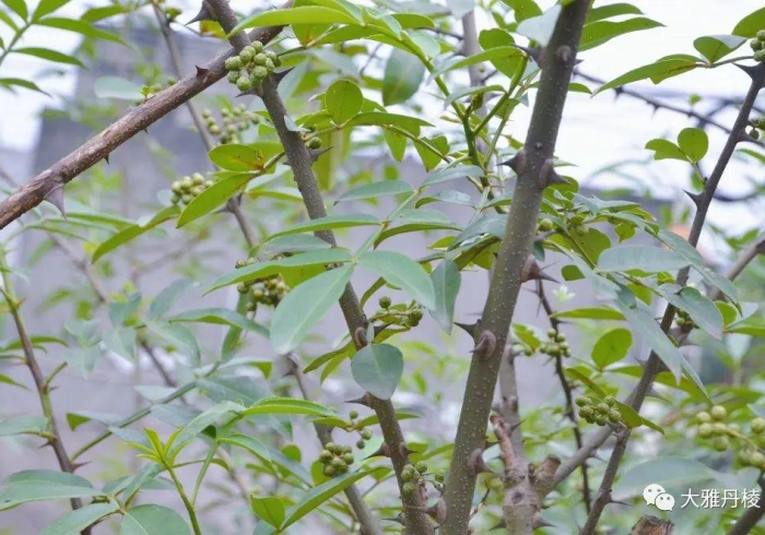 [ 实 测 ] “ 中 至 常 熟 麻 将 麻 将 开 挂 是 真 的 吗 ” 原 来 确 实 有 挂 !