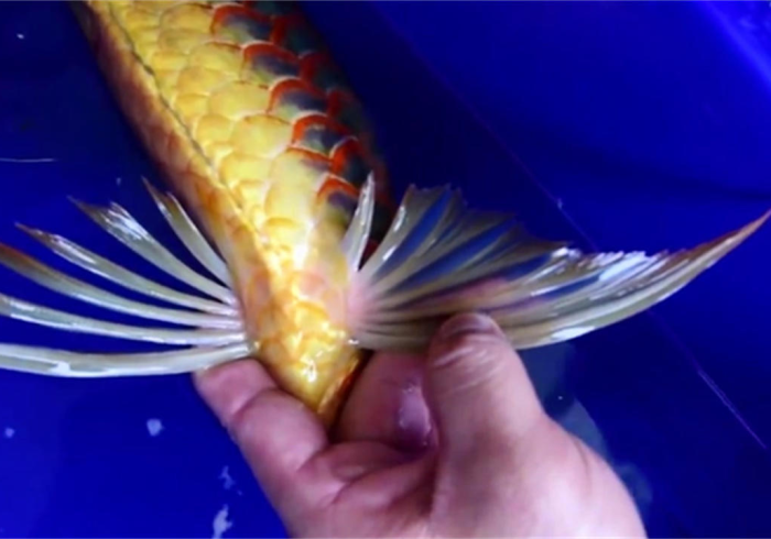 【 独 家 发 现 】 “ 鱼 网 皮 球 充 值 能 提 高 胜 率 ! 专 业 师 傅 带 你 一 起 了 解 ( 确 实 有 挂 )