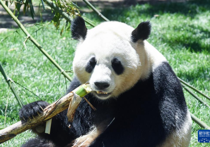 使用分享“熊猫跑得快哪里有卖挂”(其实是有挂)