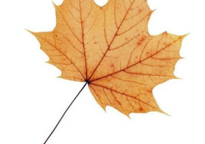 [分享]“枫叶到底是不是挂”(果然有透视挂)