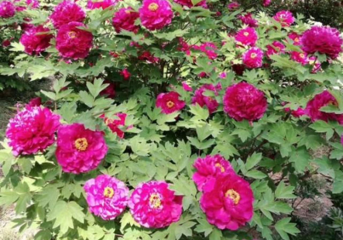 必备教程“上品十三水真的有挂”事实上真的有挂