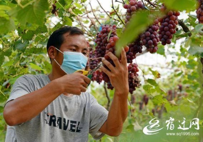 教程开挂辅助：“葡萄快跑果然有挂”开挂安装教程