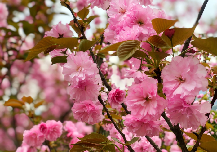 终于懂了“樱花之盛 到底能开挂吗＂!专业师傅带你一起了解