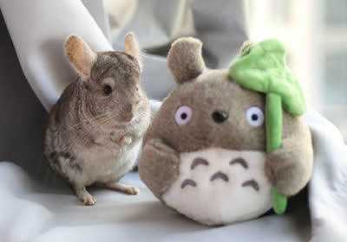 【出现一款新型】“龙猫精灵赢的秘诀”2025开挂教程步骤