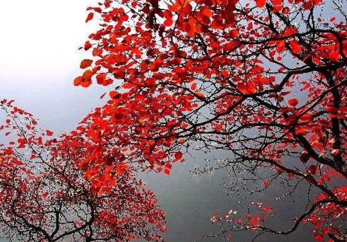 【第一发现】“渝都麻将开挂免费软件”(原来确实是有插件)