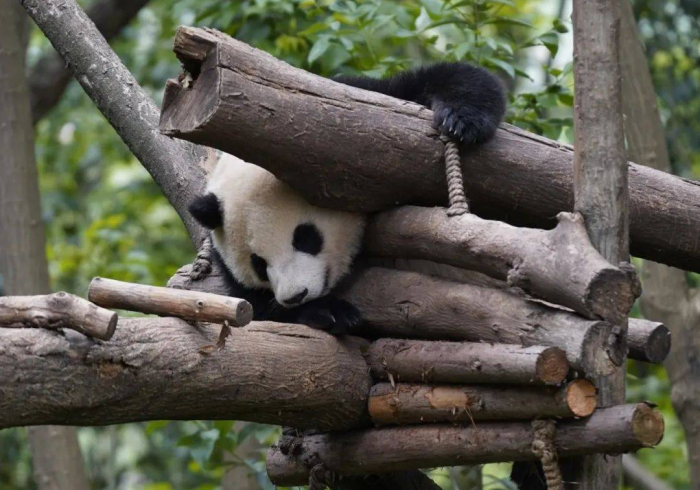 【第一发现】“熊猫娱乐挂多少钱”辅助挂下载