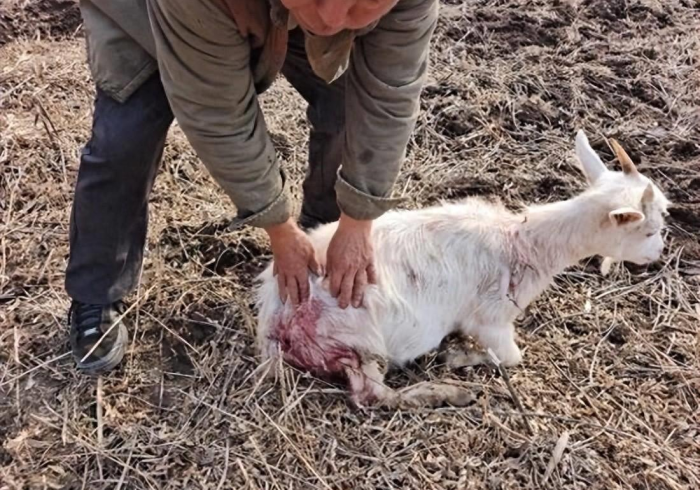 必看教程“三只羊赢的秘诀”事实上真的有挂