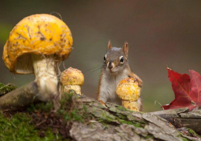 [推荐]“中至二人果然有挂”开挂(透视)辅助