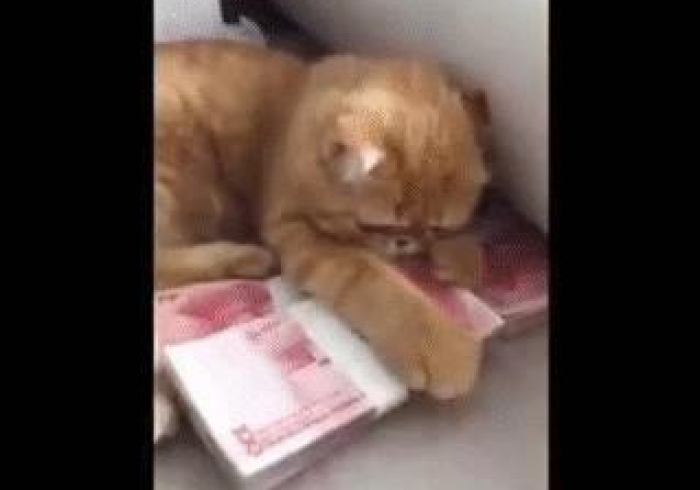 [8秒详论]“招财喵怎样赢”详细分享装挂步骤