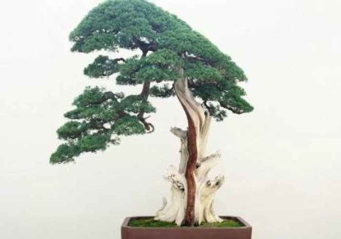 【第一攻略】“摇钱树 有没有办法让牌更好一点”-原来有挂