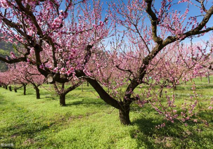 今日分享“桃花庄有什么办法让牌好”-原来有挂