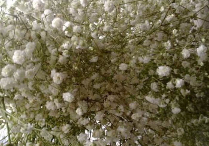 教教大家“满天星开挂辅助器是什么弄的”(透视)开挂详细教程