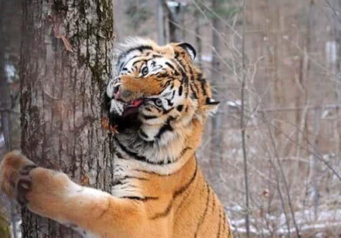 7分钟揭秘!开心13张有没有挂”推荐8个购买渠道