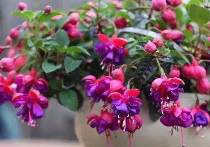 推荐八款“福建兄弟十三水可以开挂吗”AI实测推荐