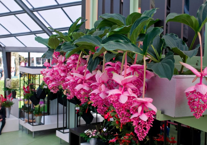 揭秘1款“宝莲灯可以开挂吗”推荐7个购买渠道