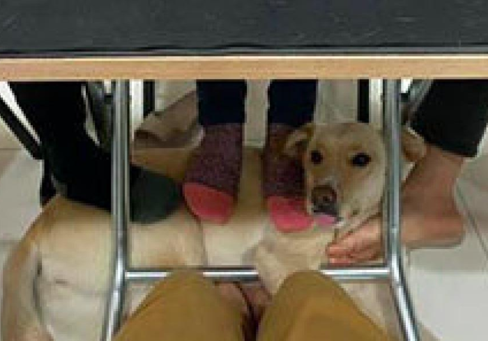 麻将手机助赢神器