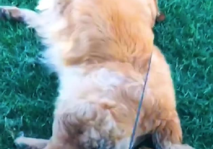 【麻将136张程序控牌器】