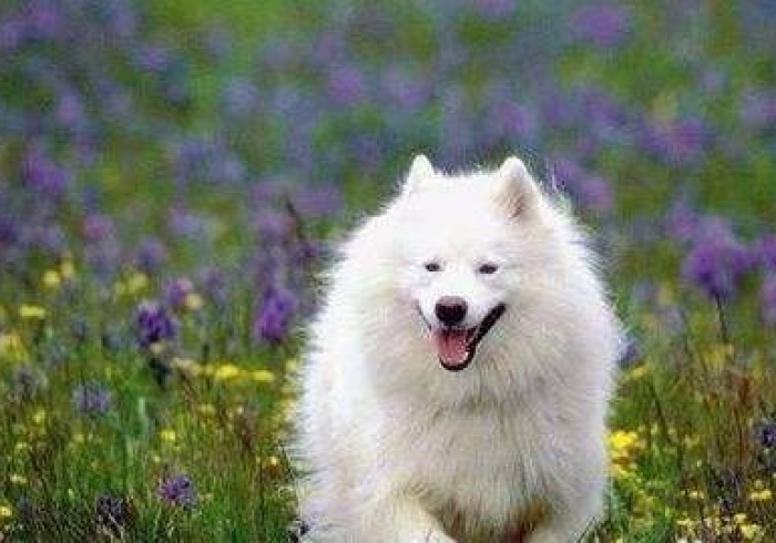 科普攻略!哈狗游戏十三道有挂没有”(专用神器)