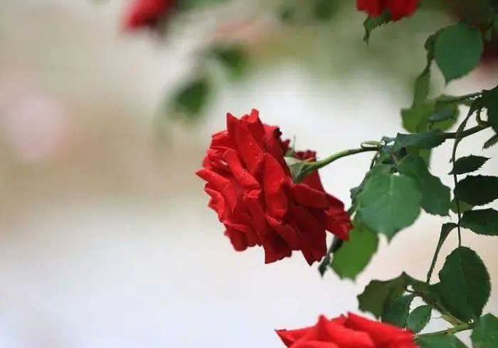 实测分享“麻将控制器真的吗(揭秘微信里专用神器)