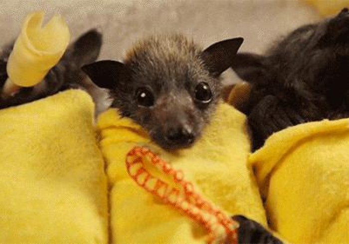 实测教程!打麻将总是输注意了”详细开挂玩法