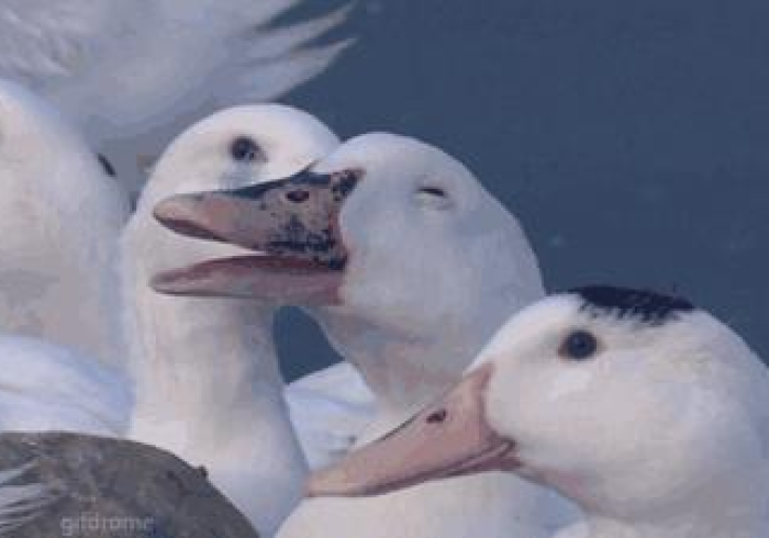 二分钟秒懂!普通麻将程序遥控器哪里购买”详细开挂玩法