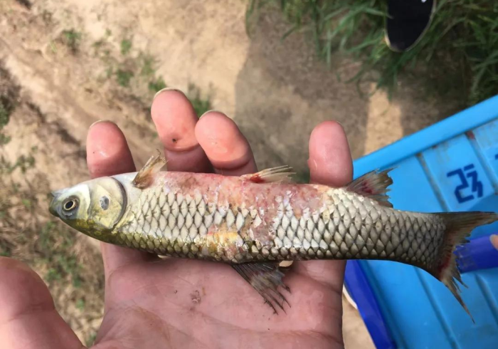 一分钟实测“手机十三道开挂怎么弄”开挂(透视)辅助教程