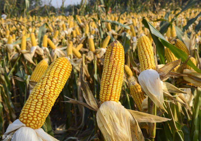 5%的玩家知道!万能地磅加减重量遥控器(怎么提高胜率)