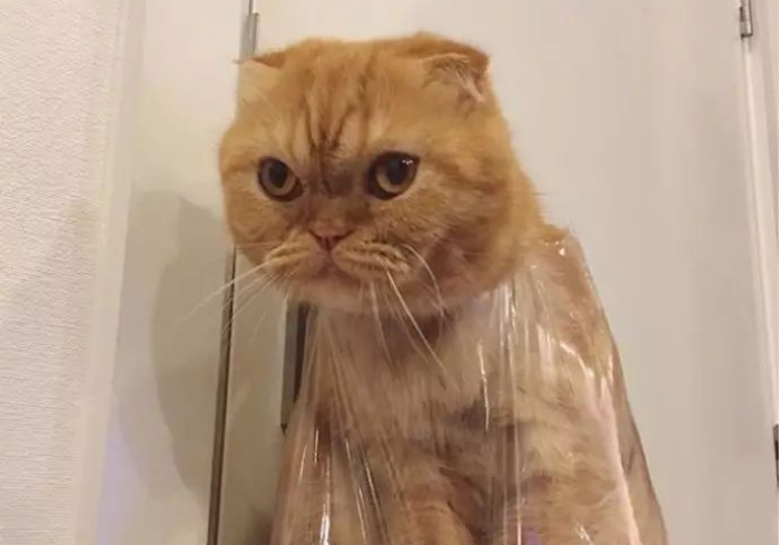 推荐实测教程“猫猫学数有挂吗”(详细开挂教程)