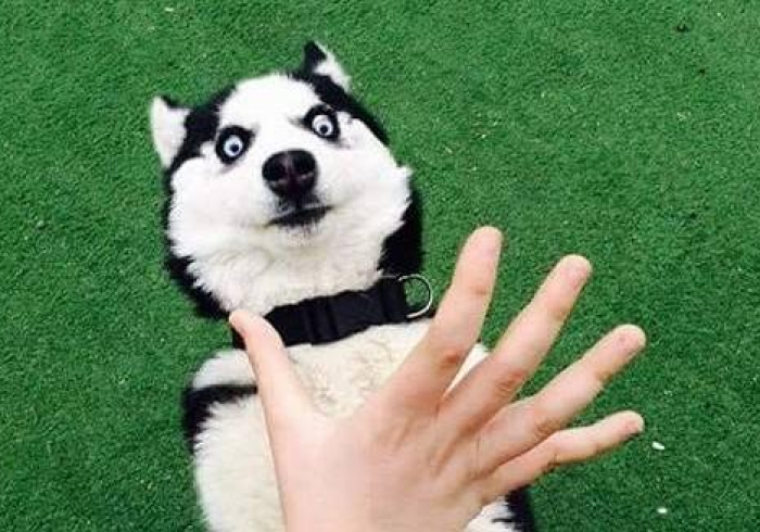 实测分享“哈狗游戏究竟有挂吗？”(助赢神器购买)-